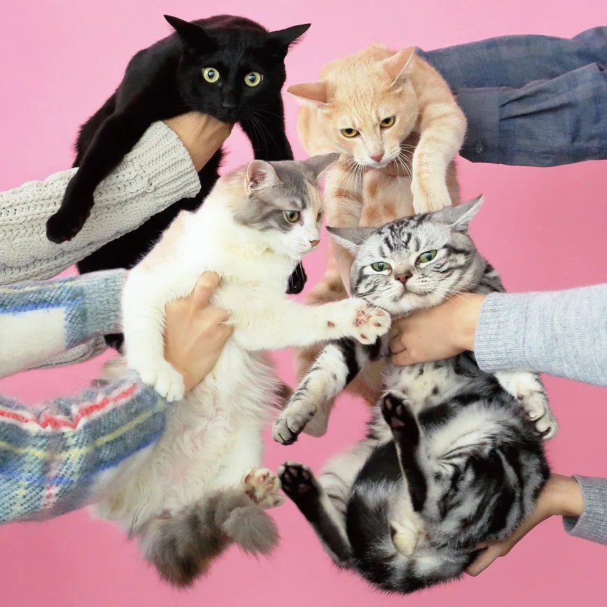 Kinoko Teikoku – Neko to Allergy Vinyl 2xLP Vinyl Universal Music Japan - Arcline Store